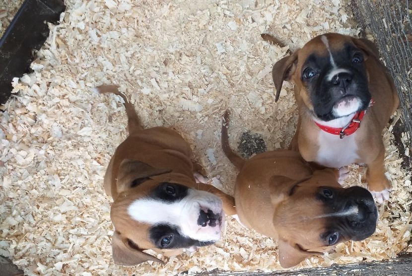  - Catei boxer german