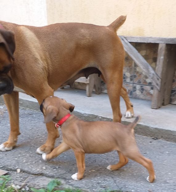 ROSU20190609_084138 - Catei boxer german