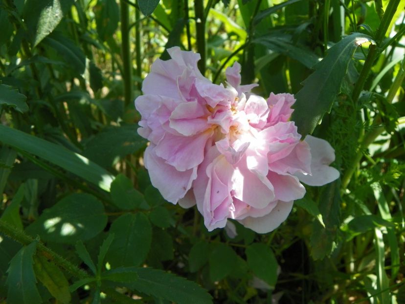 Cottage Rose - Trandafiri 2019 2