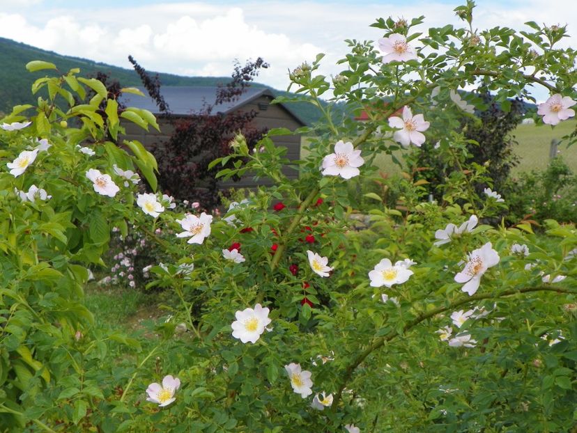 rosa canina - Trandafiri 2019 2