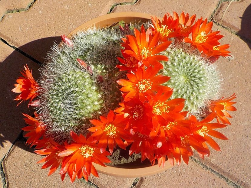  - rebutia krainziana