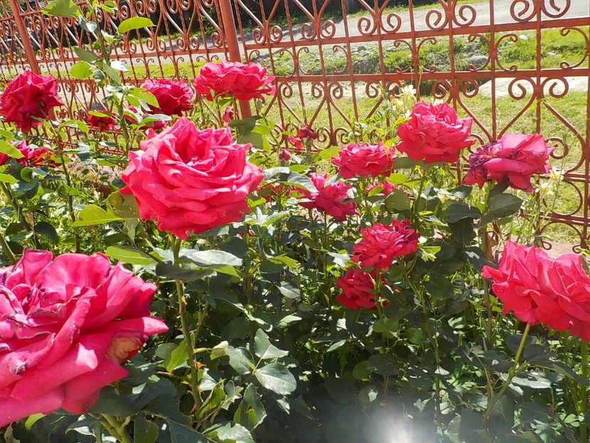  - Trandafiri in gradina mea