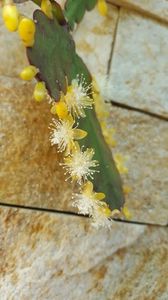  - Rhipsalis Crispata