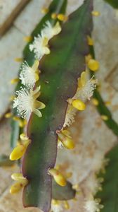  - Rhipsalis Crispata