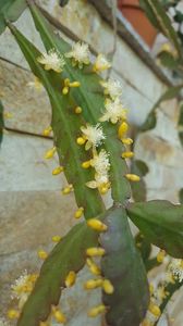  - Rhipsalis Crispata