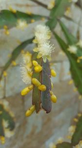  - Rhipsalis Crispata