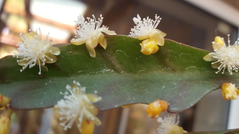 20190609_092004 (1) - Rhipsalis Crispata