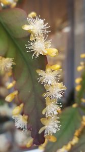  - Rhipsalis Crispata