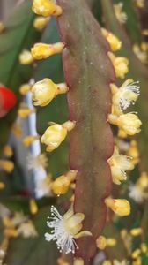  - Rhipsalis Crispata