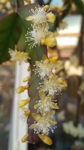  - Rhipsalis Crispata