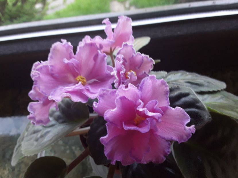  - Violete de colecție cand nu poti sa te oprești 2018aprilie