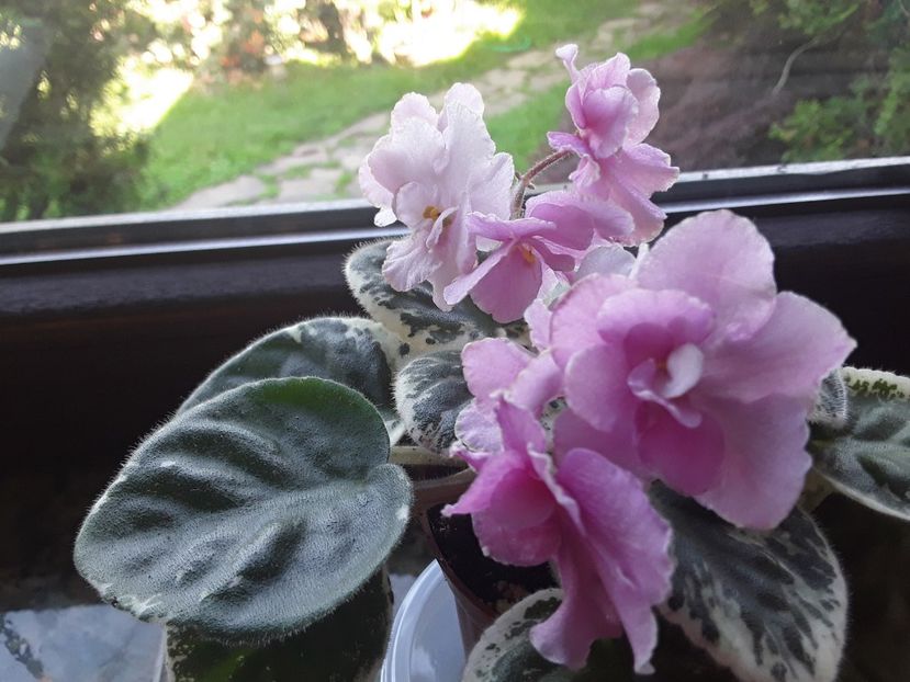  - Violete de colecție cand nu poti sa te oprești 2018aprilie