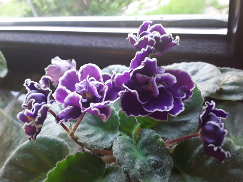  - A Violete de colectie cand nu poti sa te opresti 2