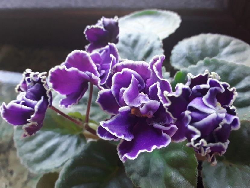 LE Fandango - A Violete de colectie cand nu poti sa te opresti 2