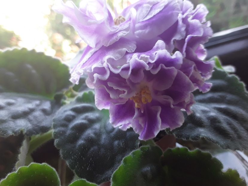 RS Temptation - A Violete de colectie cand nu poti sa te opresti 2