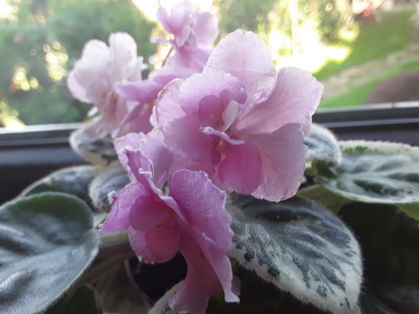 Ma s Secound Thought - A Violete de colectie cand nu poti sa te opresti 2