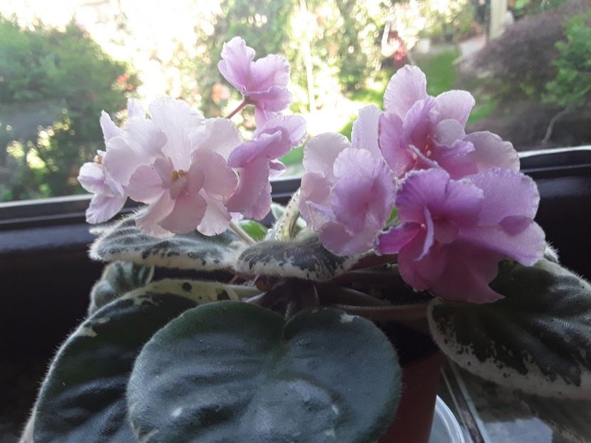  - A Violete de colectie cand nu poti sa te opresti 2