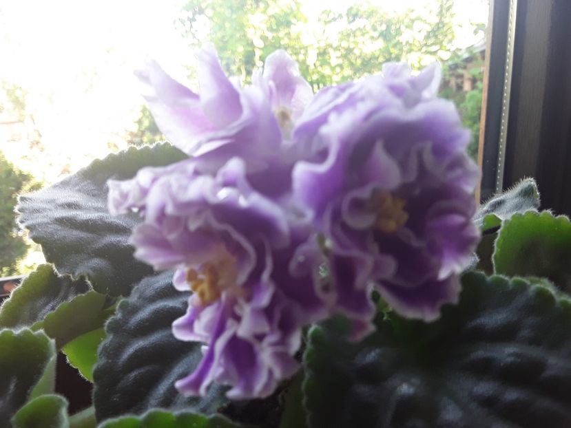 RS Temptation - AA Violetbarn