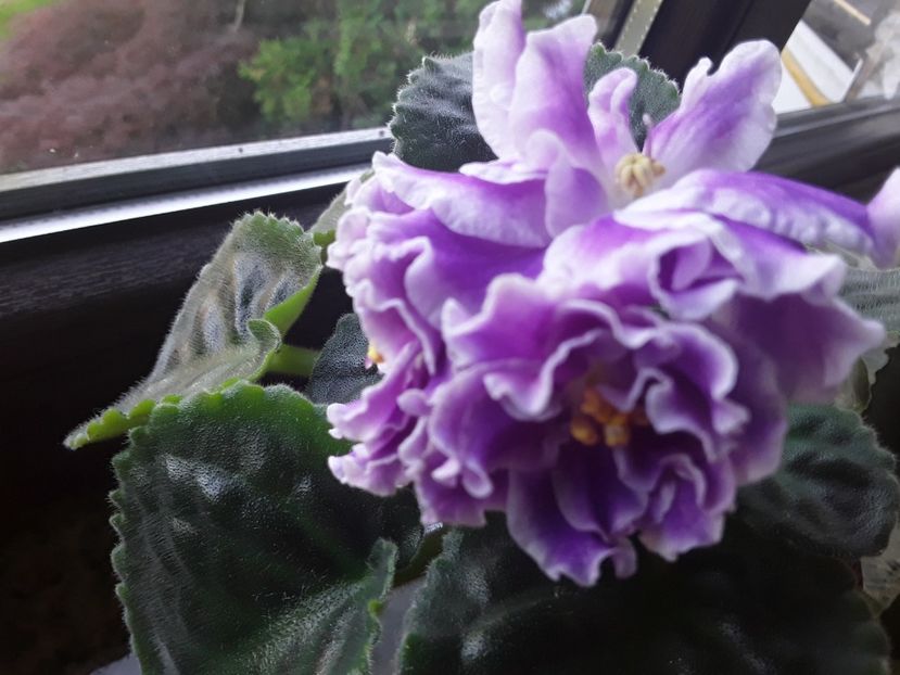 RS Temptation - AA Violetbarn