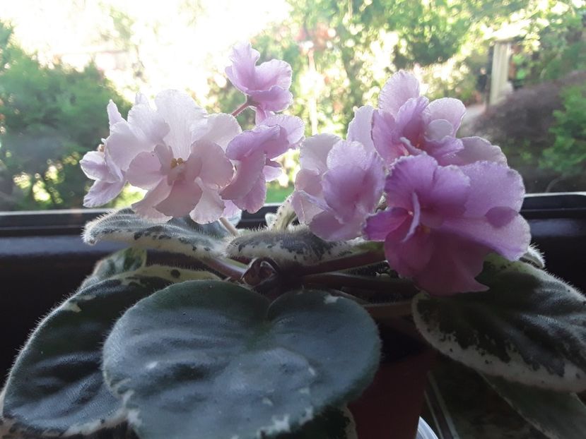  - AA Violetbarn