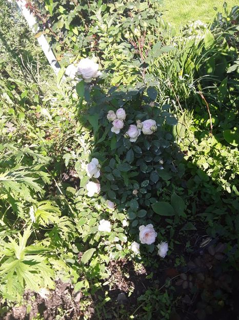  - Stephanie Baronin Zu Guttemberg