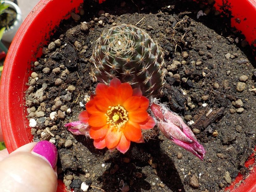  - rebutia pygmea 2019