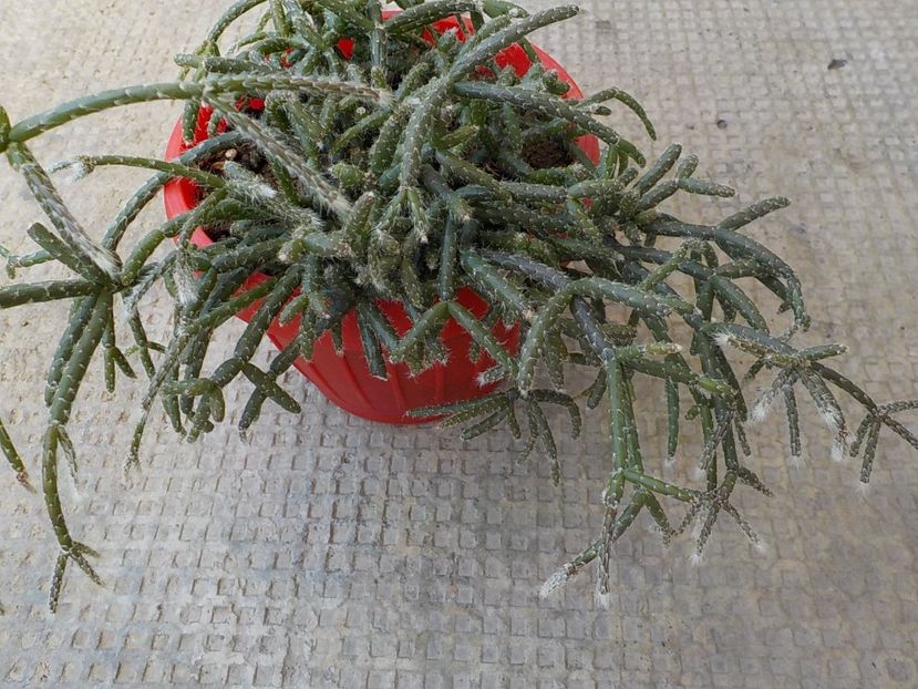  - rhipsalis pilocarpa