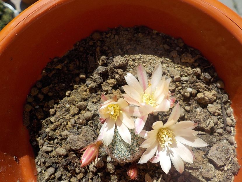  - rebutia heliosa