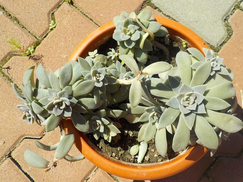  - graptopetalum paraguyense