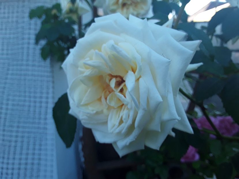  - Ilse Krohn Superior