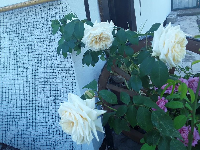  - Ilse Krohn Superior