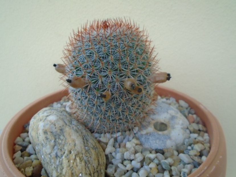 Mammillaria matudae - Cactusi 2019
