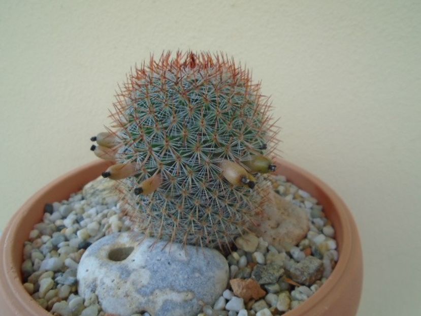 Mammillaria matudae - Cactusi 2019