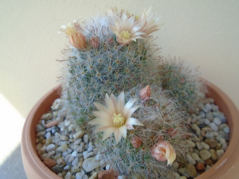 Mammillaria bocasana - Cactusi 2019