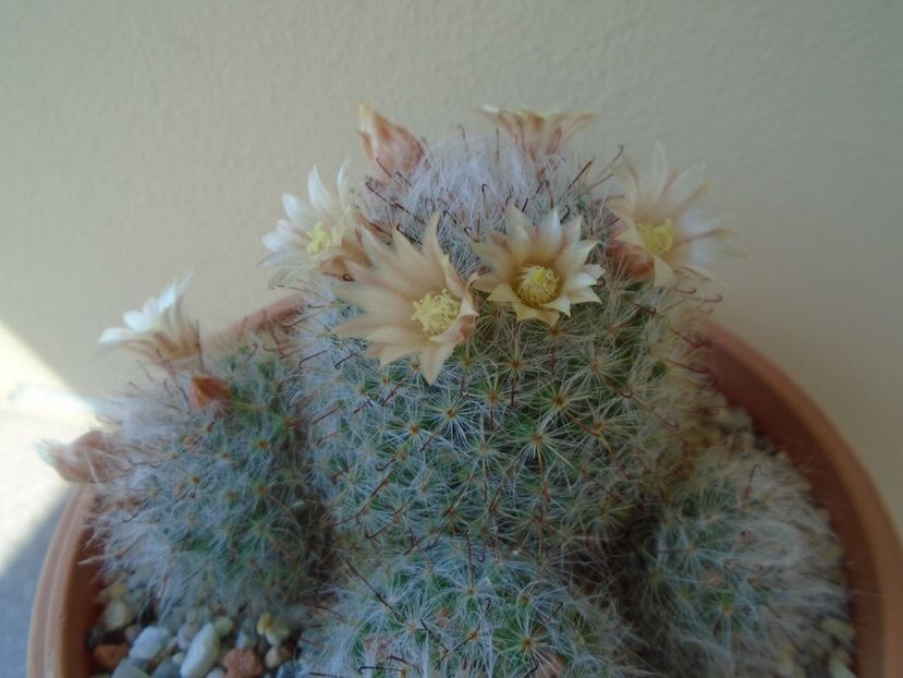 Mammillaria bocasana - Cactusi 2019