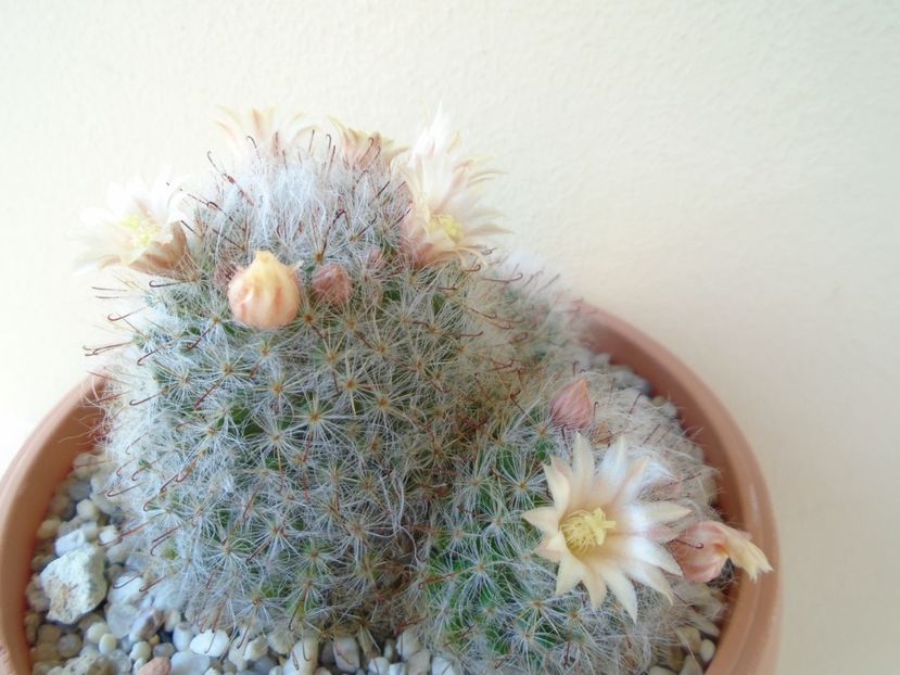Mammillaria bocasana - Cactusi 2019