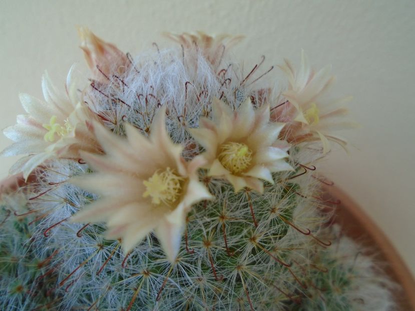 Mammillaria bocasana - Cactusi 2019