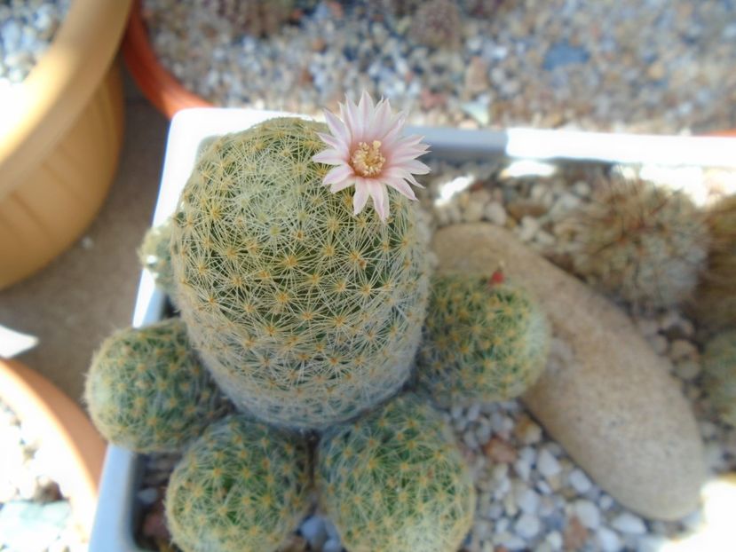 Mammillaria schiedeana ssp. giselae - Cactusi 2019