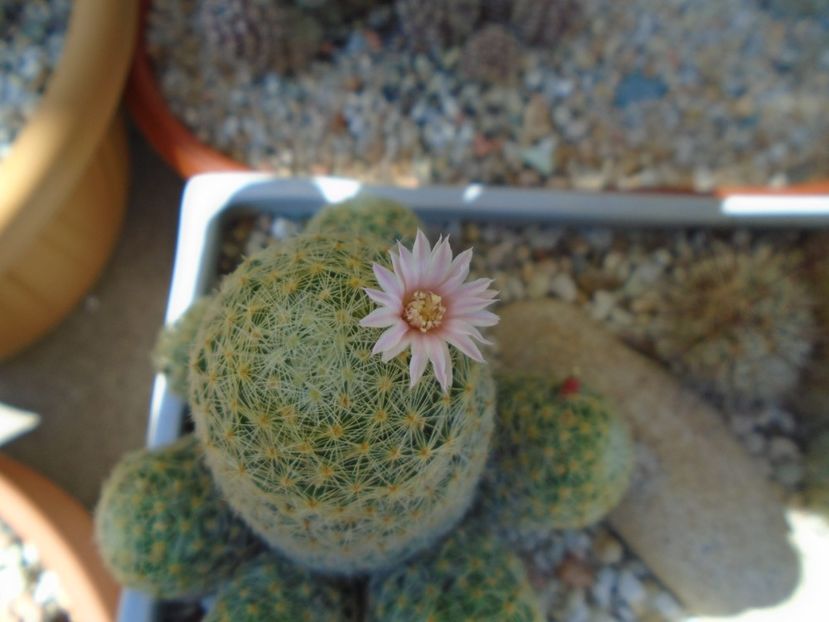 Mammillaria schiedeana ssp. giselae - Cactusi 2019