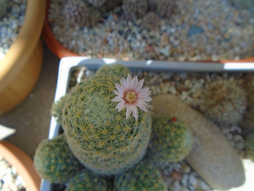Mammillaria schiedeana ssp. giselae - Cactusi 2019