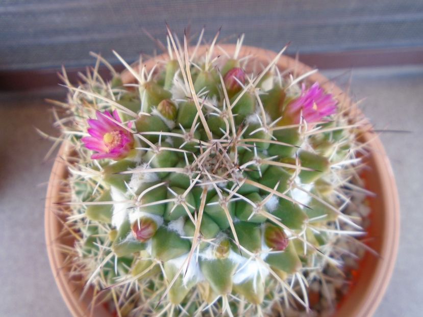 Mammillaria compressa - Cactusi 2019