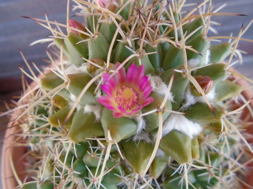 Mammillaria compressa - Cactusi 2019