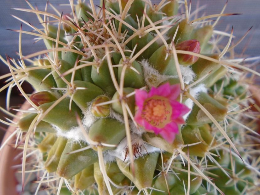 Mammillaria compressa - Cactusi 2019