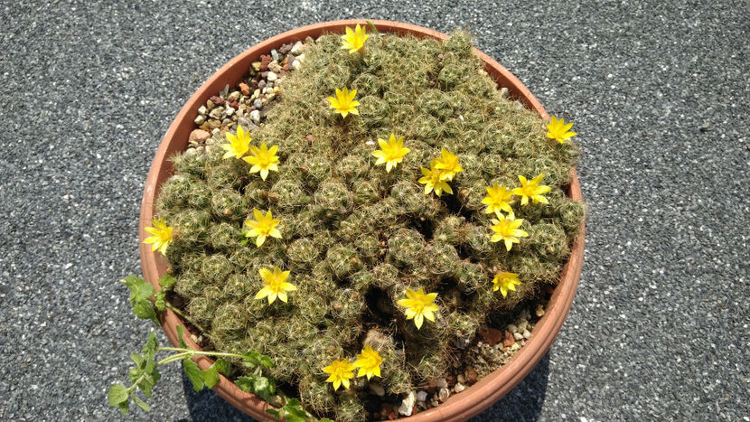Mammillaria surculosa - Cactusi 2019