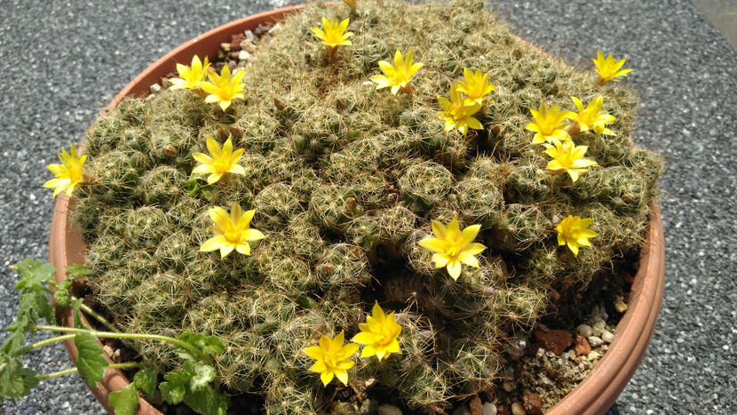 Mammillaria surculosa - Cactusi 2019