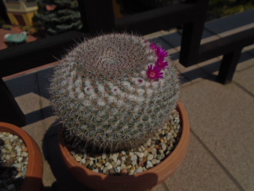 Mammillaria hahniana - Cactusi 2019