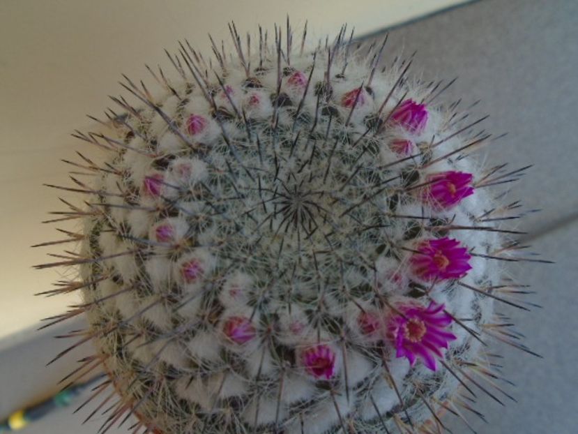 Mammillaria formosa ssp. chionocephala - Cactusi 2019