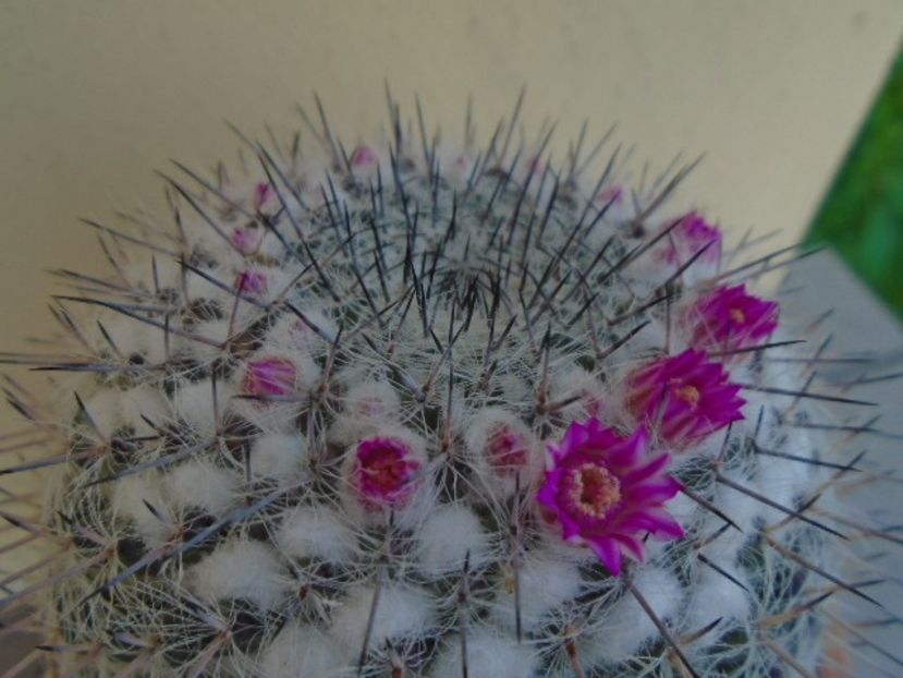 Mammillaria formosa ssp. chionocephala - Cactusi 2019