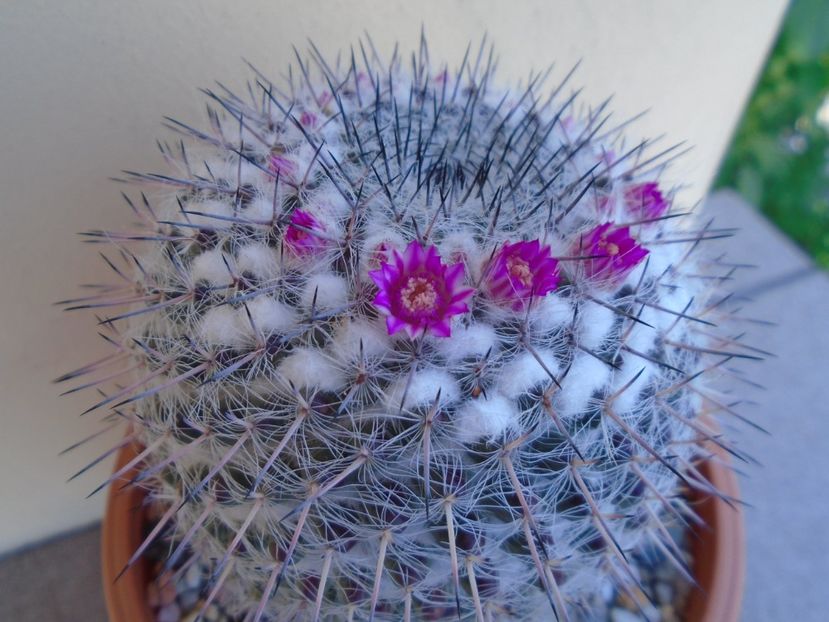 Mammillaria formosa ssp. chionocephala - Cactusi 2019