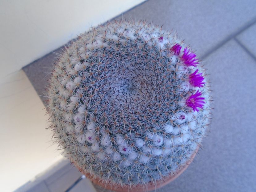 Mammillaria hahniana - Cactusi 2019